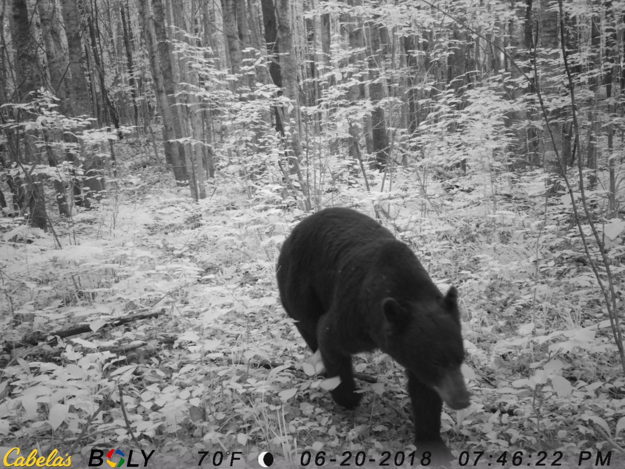 53914 Rutabaga Road Bruno, MN 55712 - Photo 16 of 62