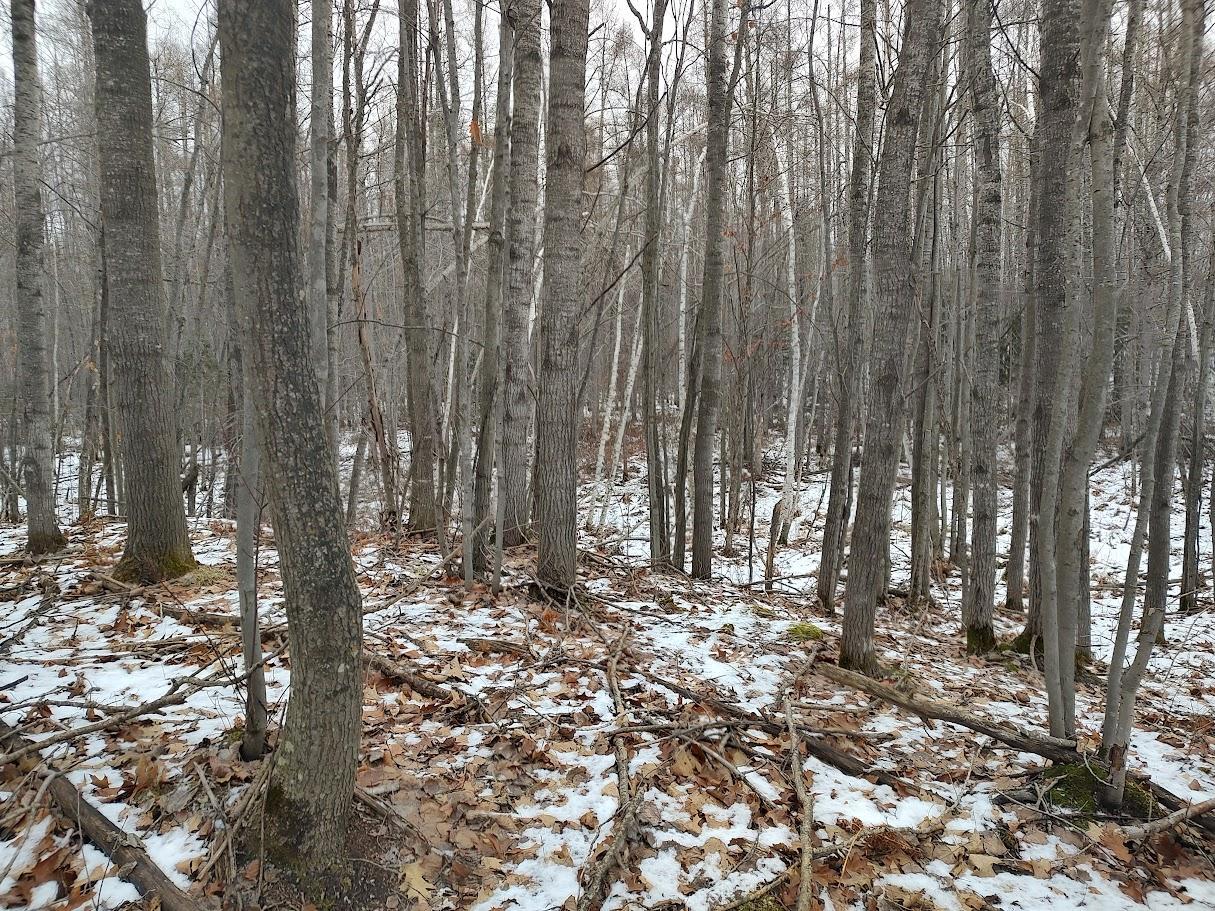 53914 Rutabaga Road Bruno, MN 55712 - Photo 23 of 62