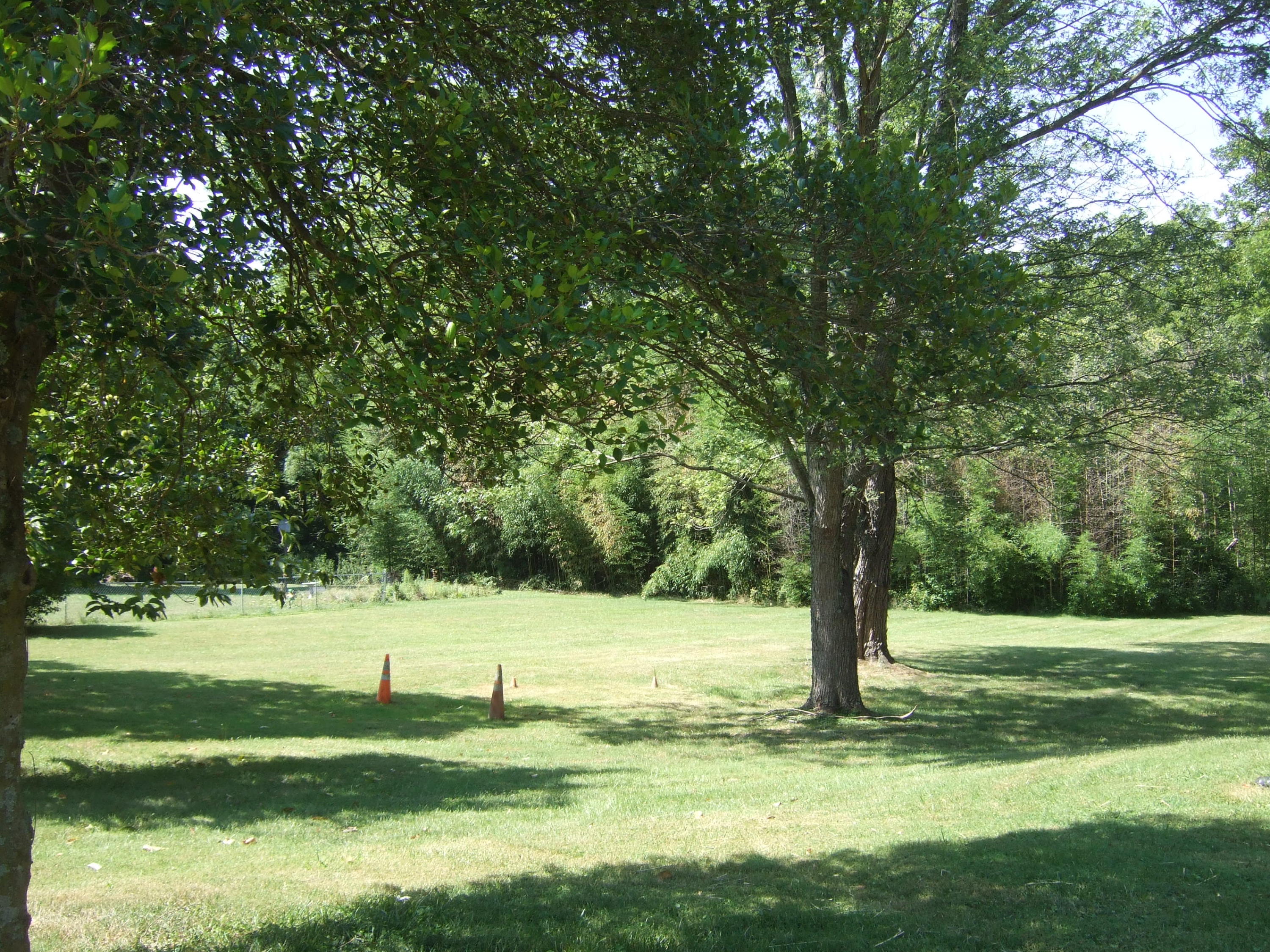 2752 Green Ridge Road Roanoke, VA 24019 - Photo 14 of 17 a view of a tree in a yard
