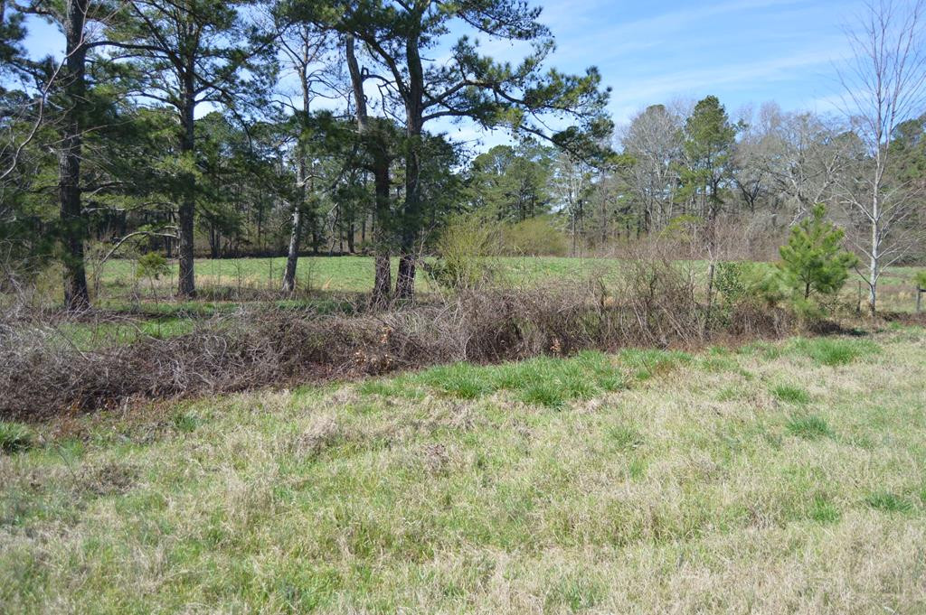 0 Mayo Road Ridge Spring, SC 29129 - Photo 13 of 14