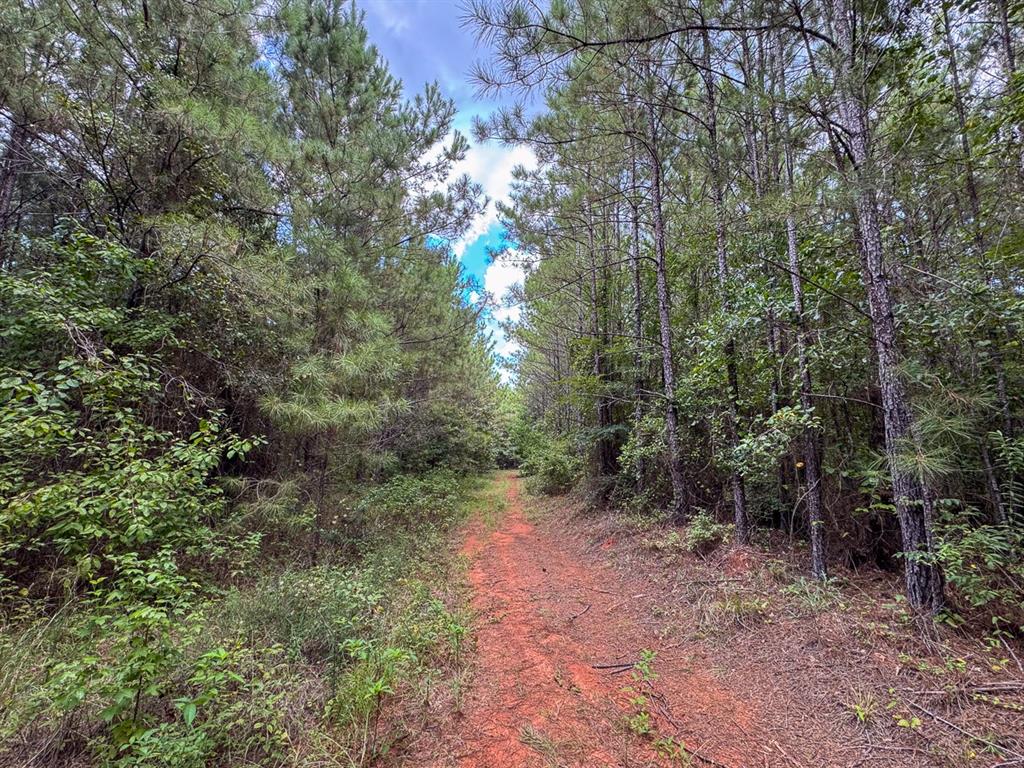 T-1 Provencal Vowell Mills Road Provencal, LA 71468 - Photo 14 of 17 a view of a forest with trees in the background
