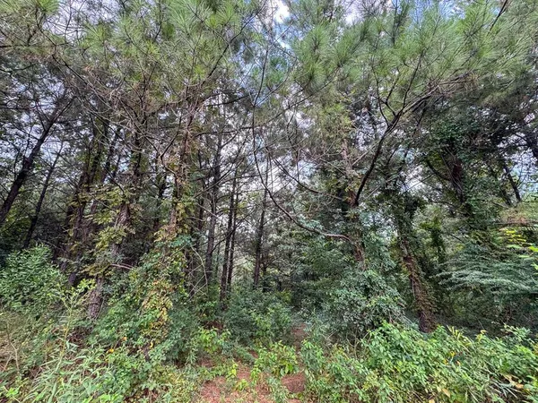 a view of a forest with lush green forest