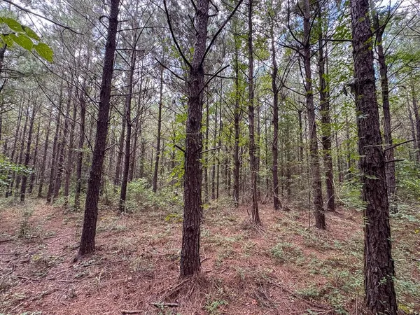 a view of a lush green forest