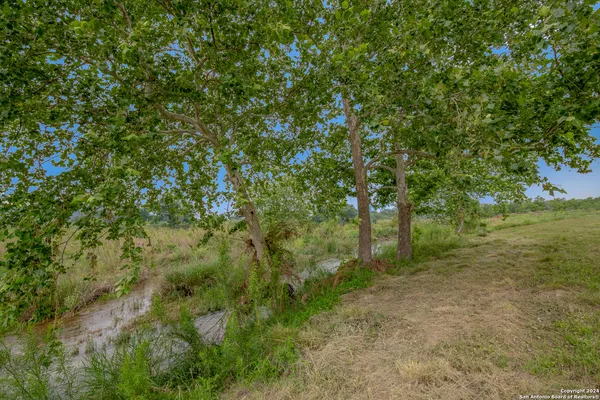 a view of a forest with trees in the background