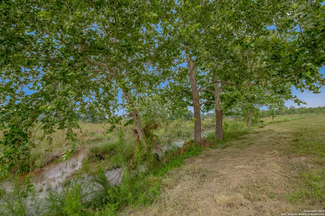 a view of a forest with trees in the background