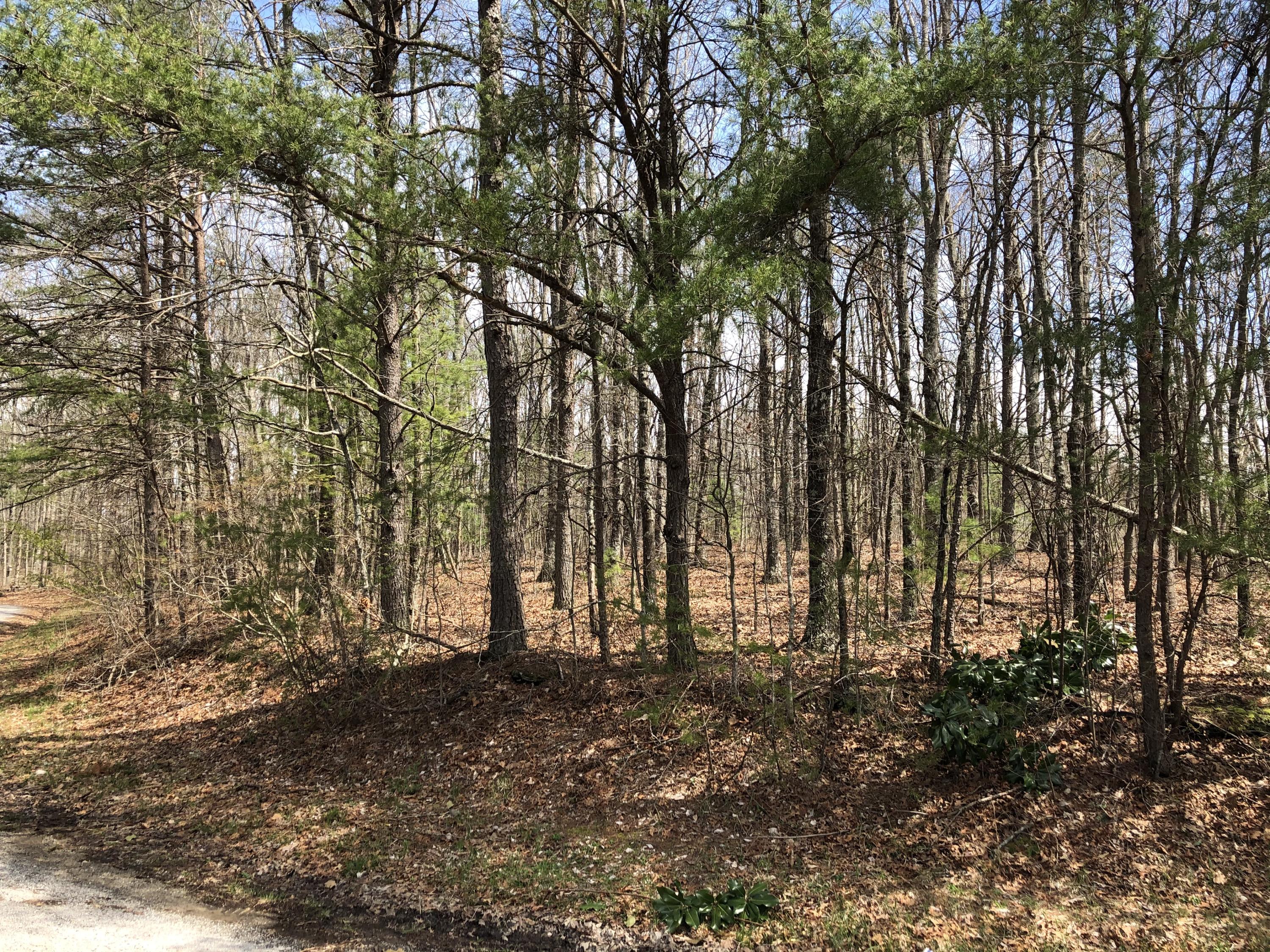 15 Heiskell Court Fairfield Glade, TN 38558 - Photo 11 of 11 IMG_0882