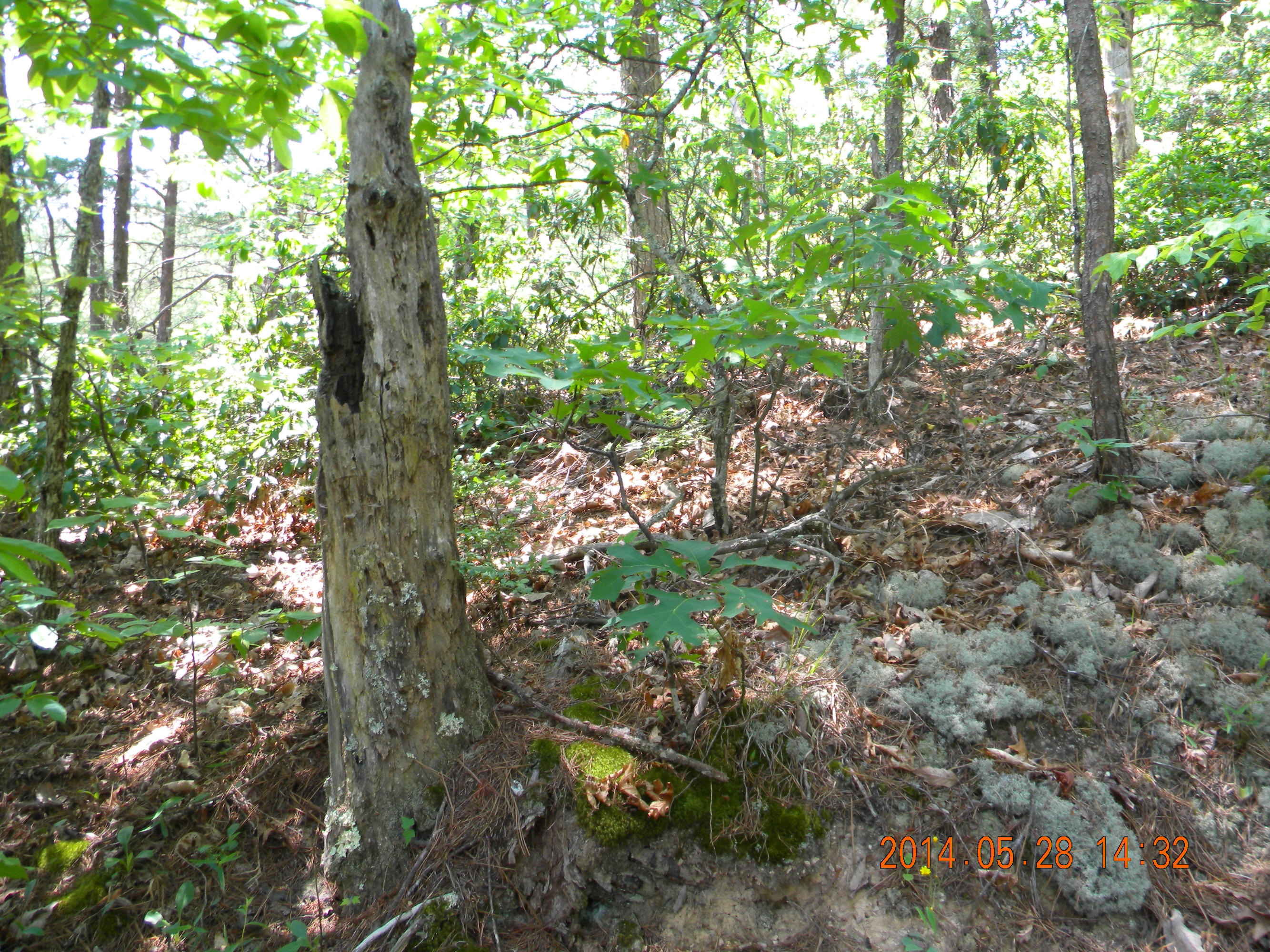 Lot 4 Walden Ridge Road Sevierville, TN 37862 - Photo 3 of 11 DSCN0095