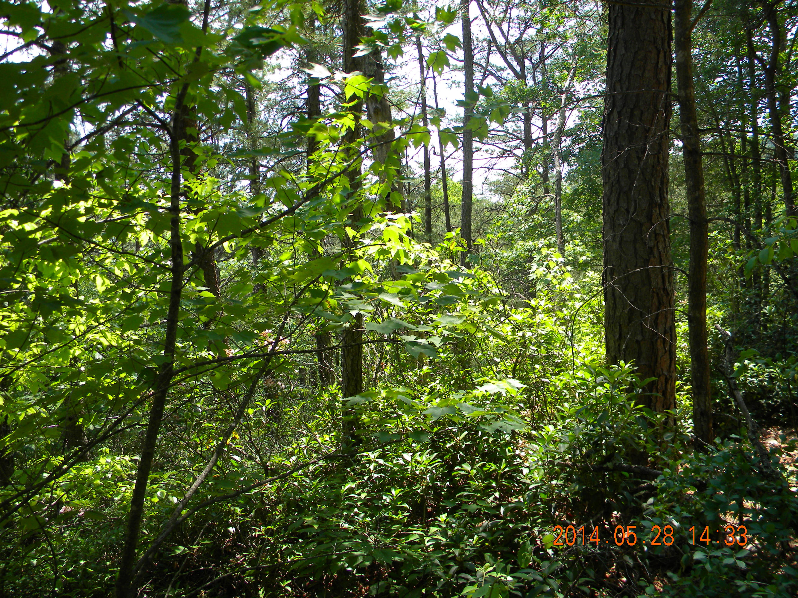 Lot 4 Walden Ridge Road Sevierville, TN 37862 - Photo 5 of 11 DSCN0097