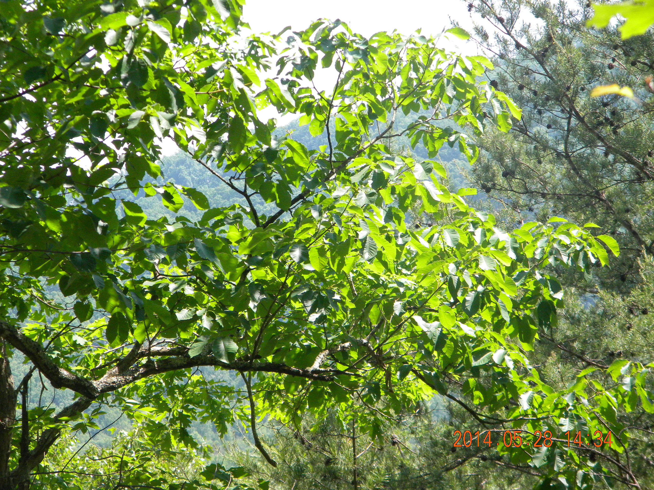 Lot 4 Walden Ridge Road Sevierville, TN 37862 - Photo 8 of 11 DSCN0100
