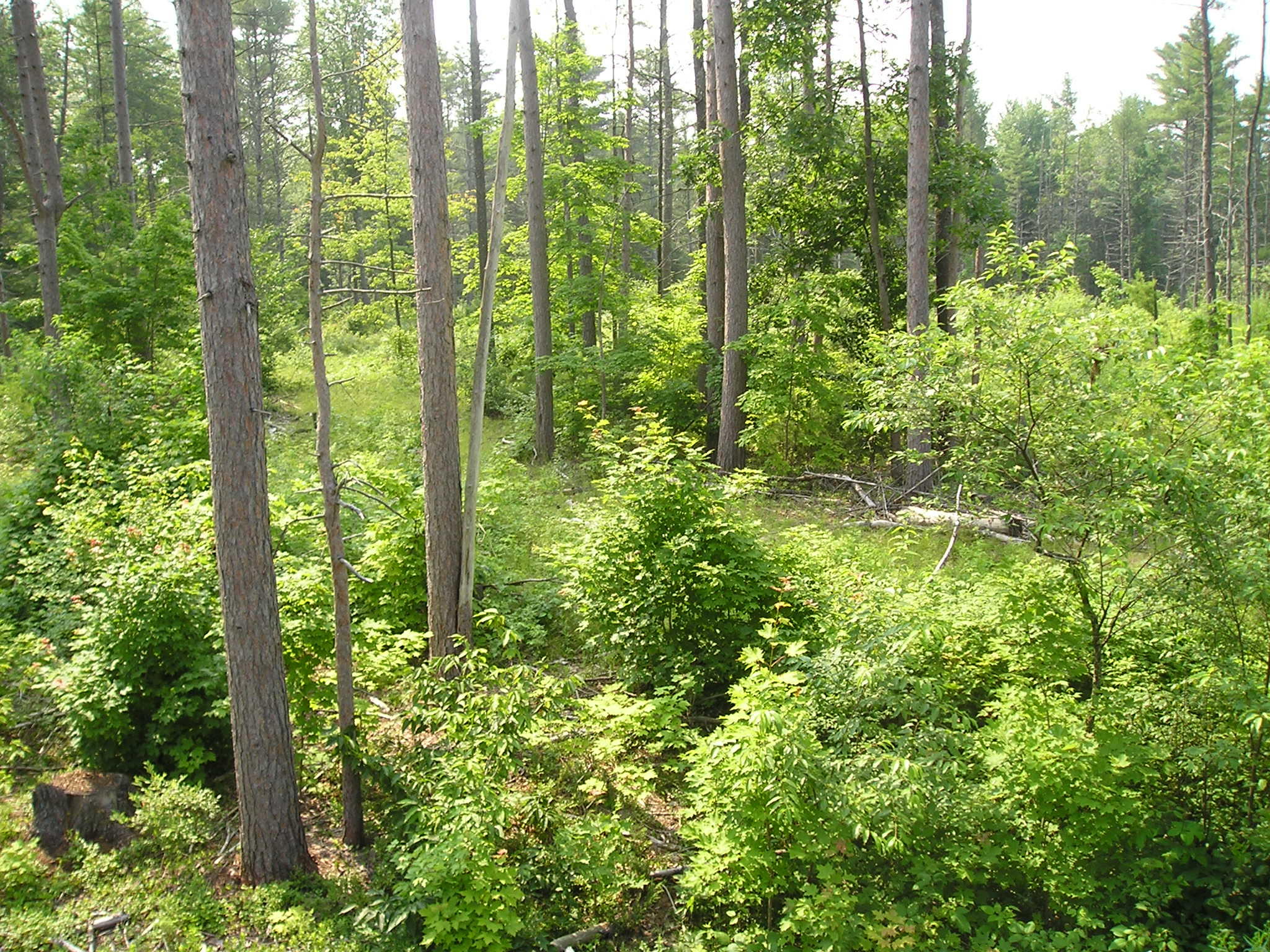 Lot 14-4 Beech Ridge Road North Berwick, ME 03906 - Photo 1 of 8 NB beech ridge rd 004