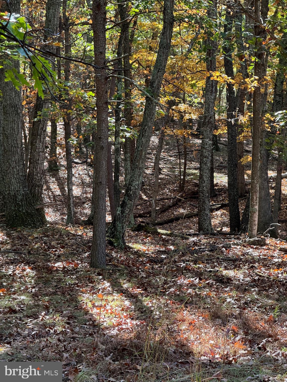 781 Dunmore Road Petersburg, WV 26847 - Photo 10 of 35