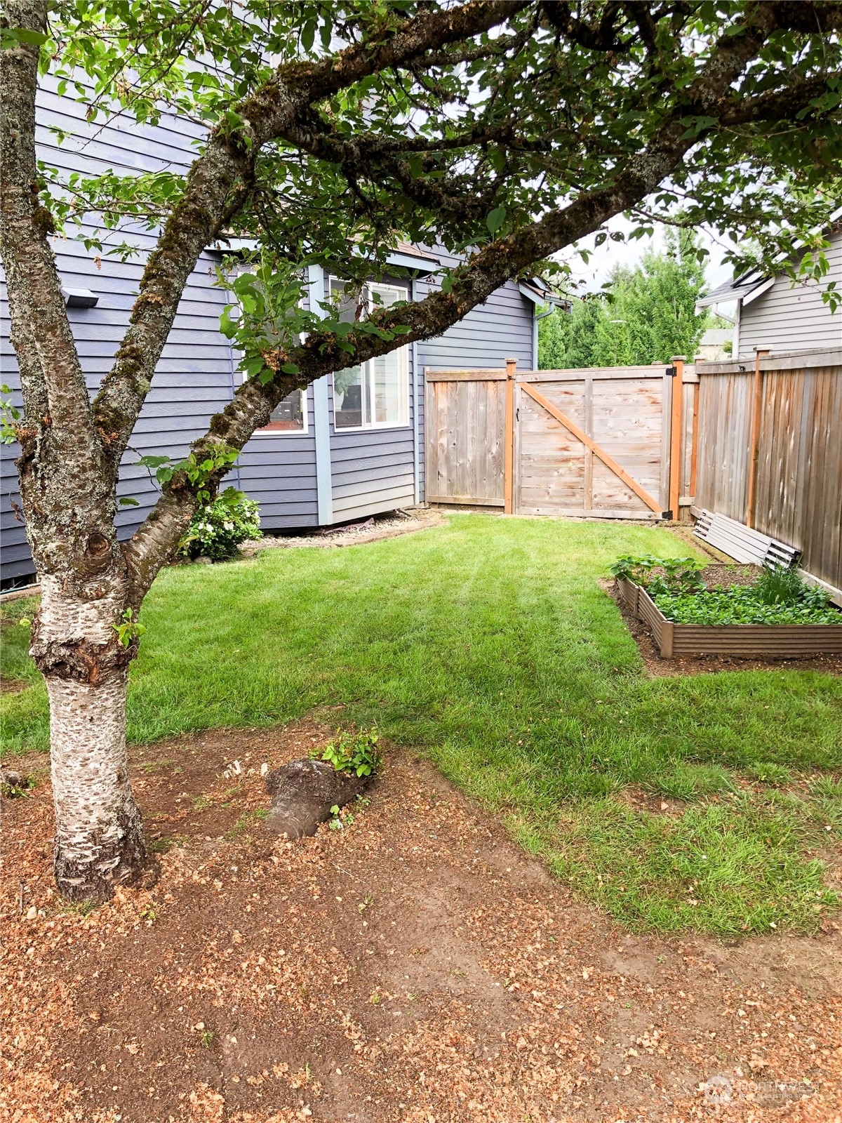 4302 Northeast 6th Place Renton, WA 98059 - Photo 4 of 20 a backyard of a house with plants and large tree