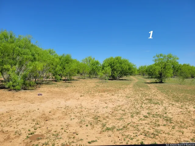 a view of a trees and yard