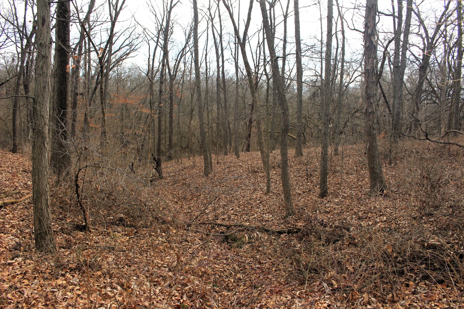 12588 Solomon Road Dewitt, IL 61735 - Photo 11 of 16 a view of outdoor space with lots of trees