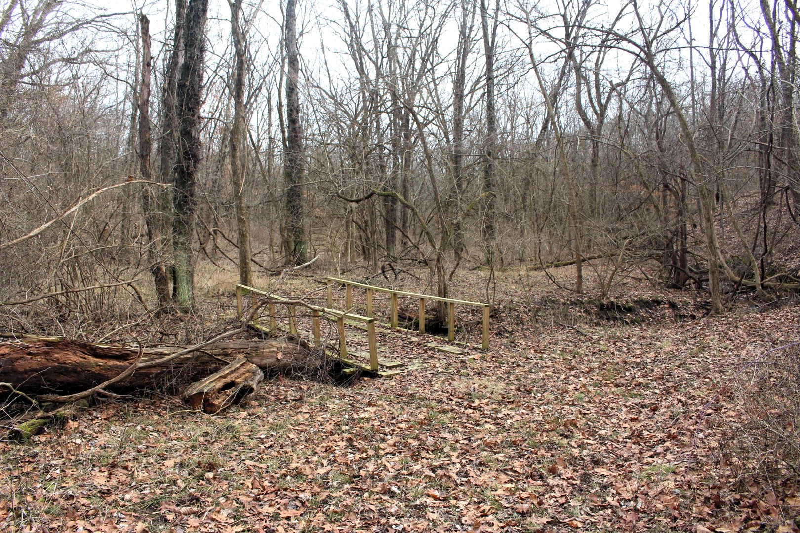 12588 Solomon Road Dewitt, IL 61735 - Photo 7 of 16 a view of a forest with trees