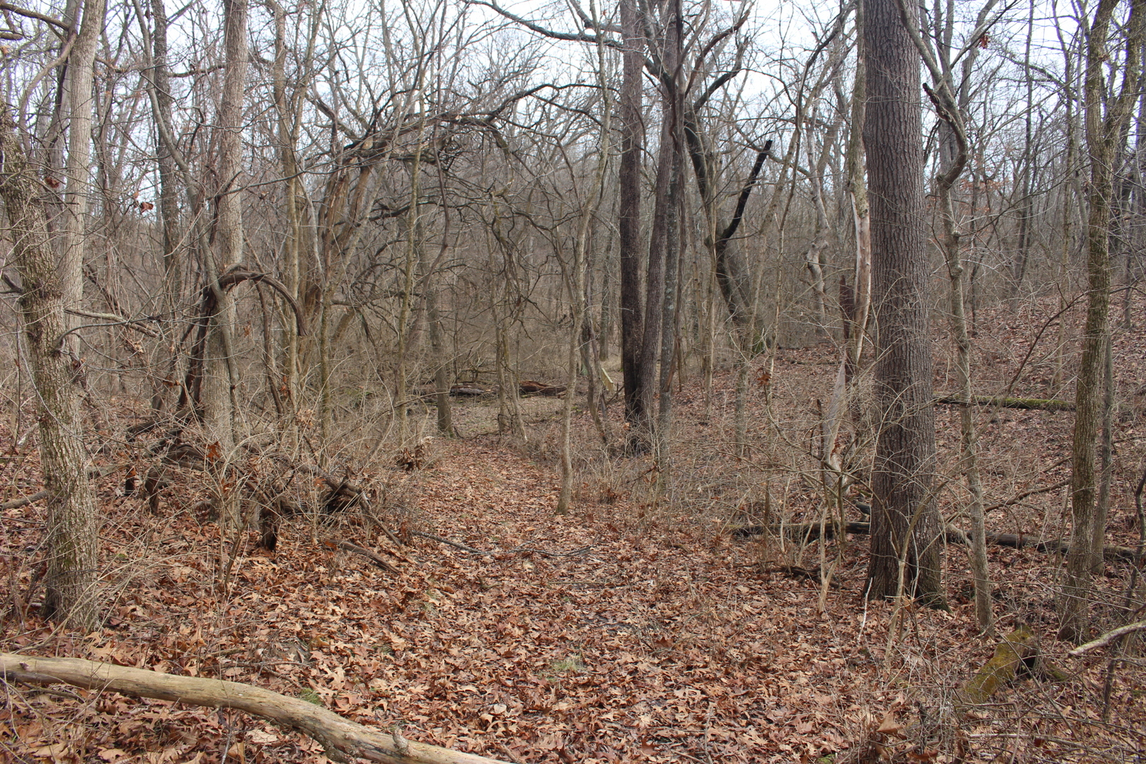 12588 Solomon Road Dewitt, IL 61735 - Photo 9 of 16 a view of a yard with large trees