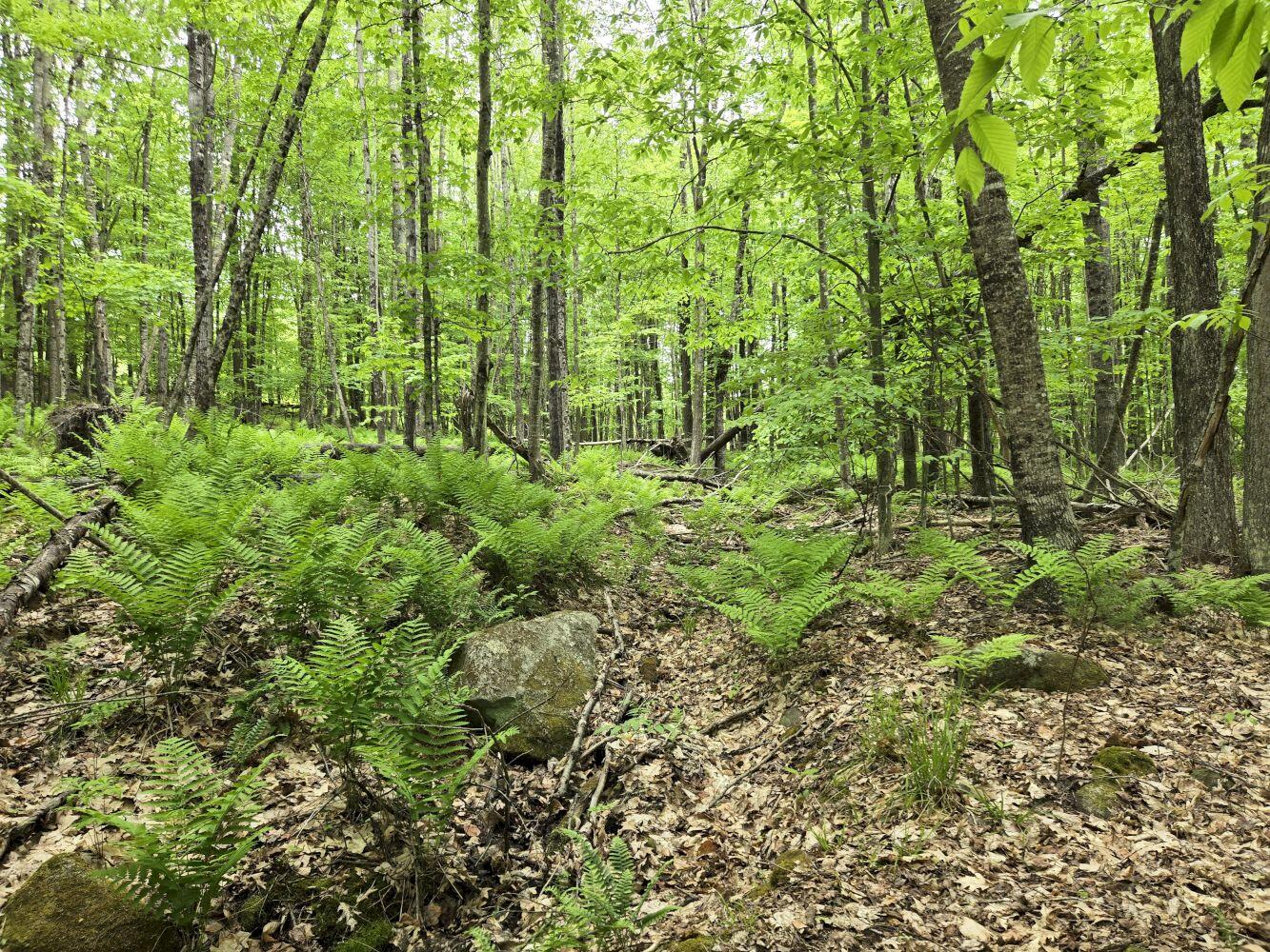 Lot 26 Canton Mountain Road Jay, ME 04239 - Photo 8 of 35 20260528_142531_result
