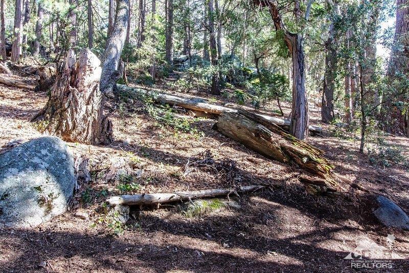 25390 Shadow Oaks Idyllwild, CA 92549 - Photo 4 of 38 a view of a forest filled with trees