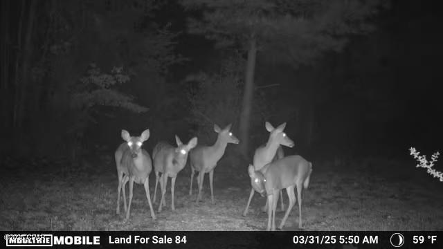 0 Mutual Road Cottondale, FL 32431 - Photo 7 of 38