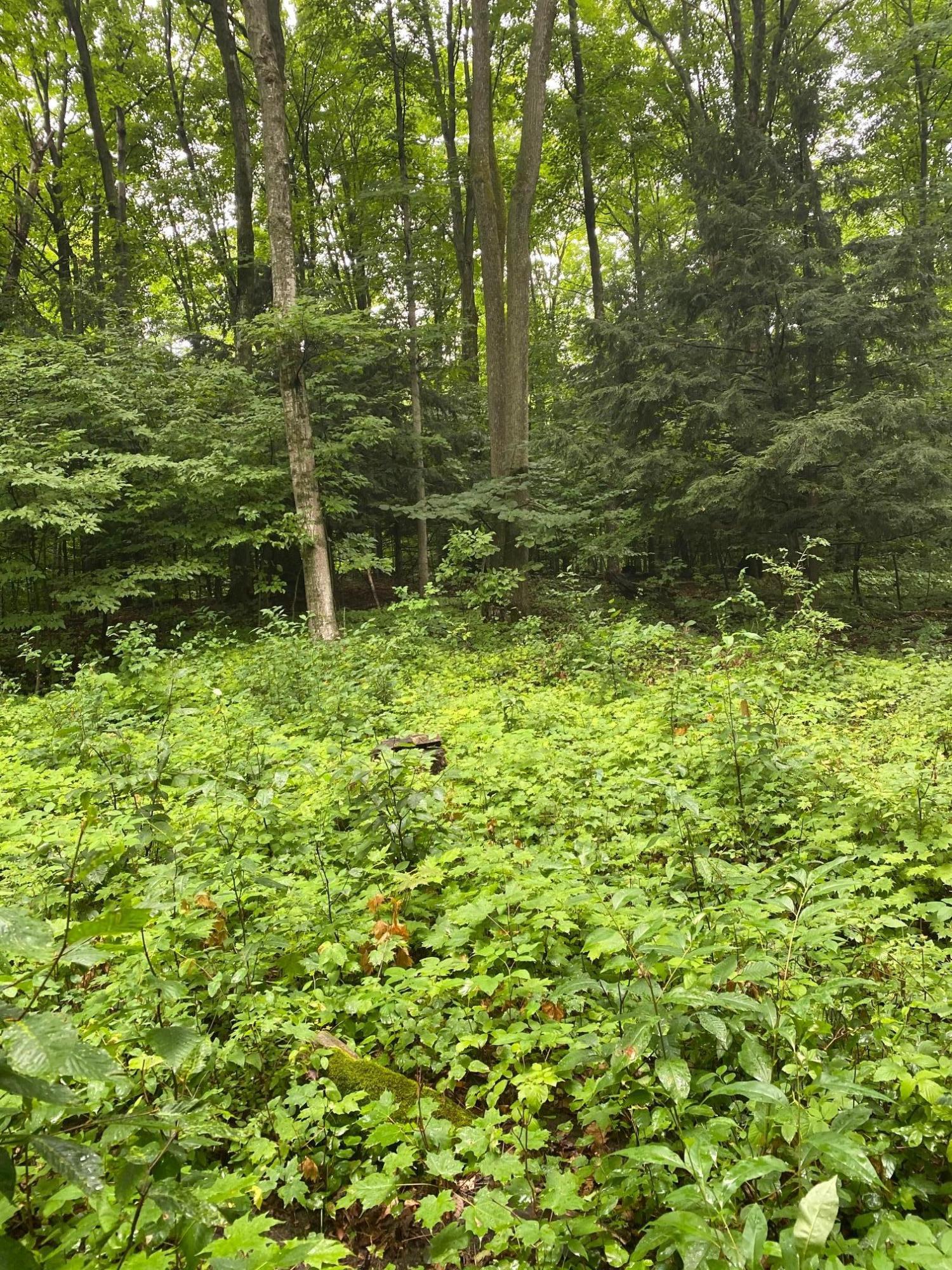 4994 Middle Road Harbor Springs, MI 49740 - Photo 18 of 18 Gallery Image 18