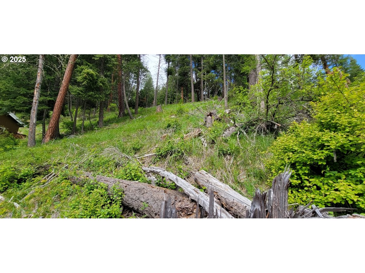 Lakeshore Drive, Unit 4900 Joseph, OR 97846 - Photo 6 of 8 a view of a garden with a tree