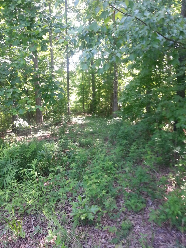 5 Coves Point Road Sparta, TN 38583 - Photo 3 of 19 Gallery Image 3
