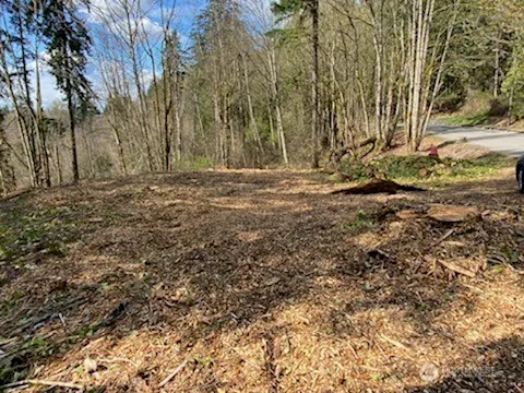 a view of large trees with yard
