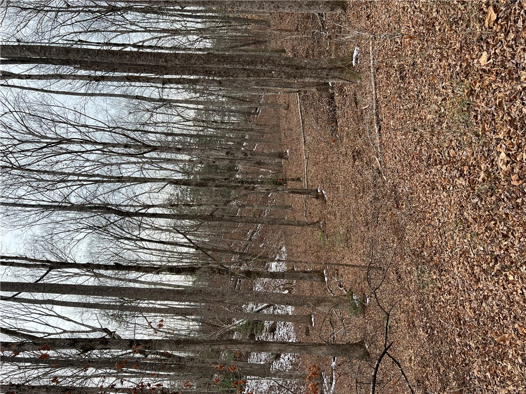 8 Gabriel Way Pickens, SC 29671 - Photo 11 of 12 This tranquil wooded lot offers a private, natural setting for your future home.