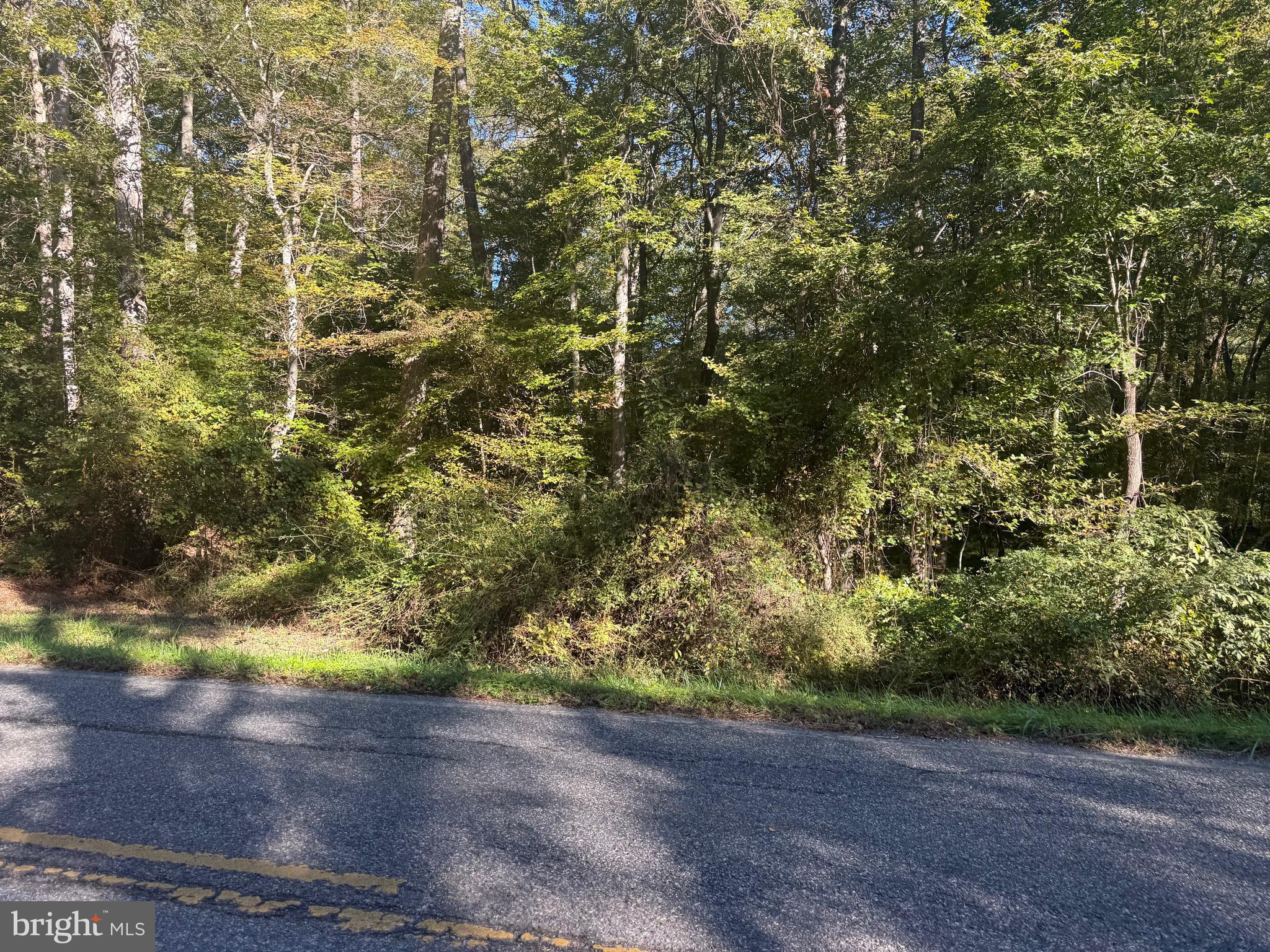 43488 Medleys Neck Road Leonardtown, MD 20650 - Photo 9 of 10 a view of a plants and view of trees