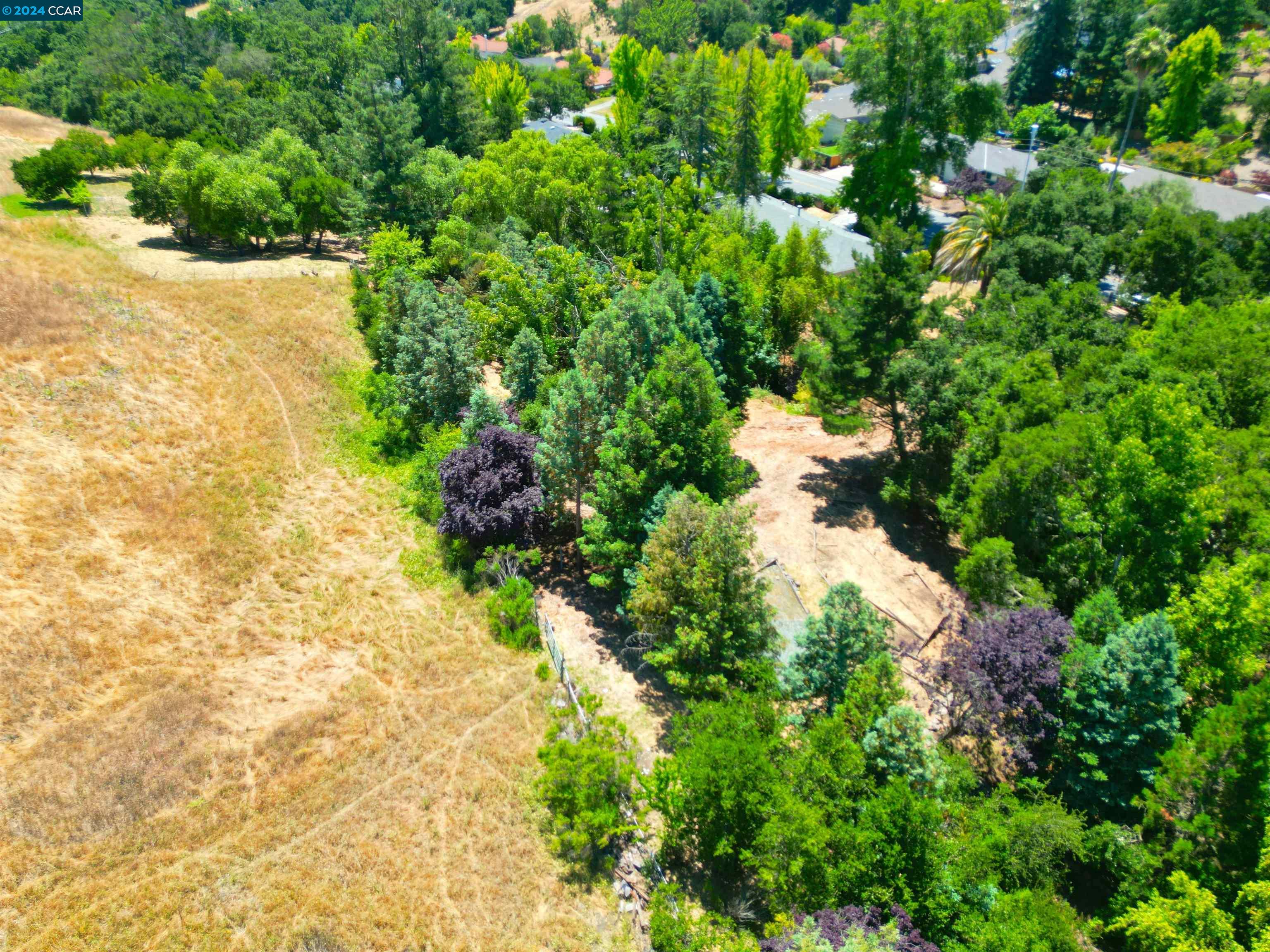 a view of a garden with plants