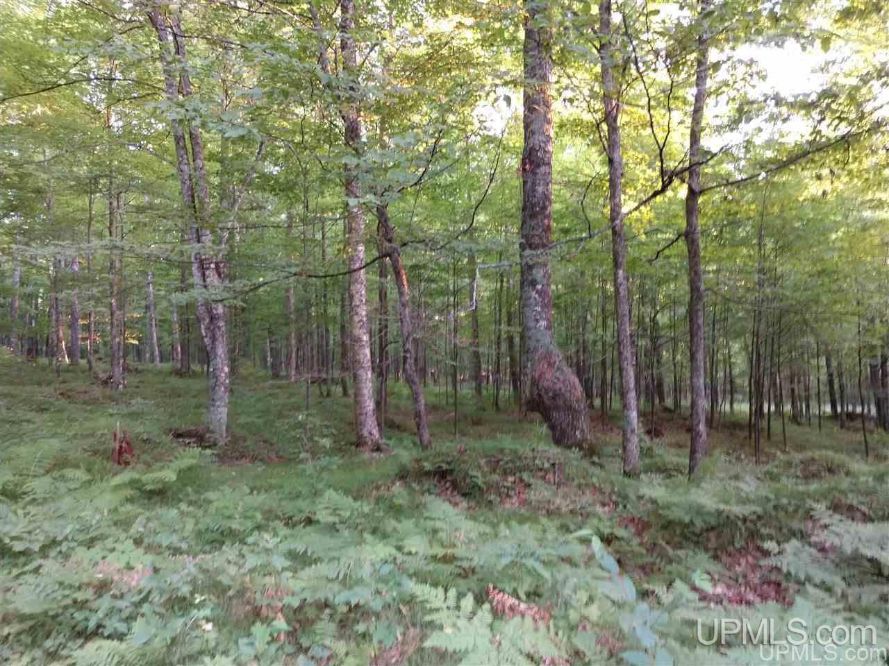 80-acres Old CC Road Vulcan, MI 49892 - Photo 5 of 24