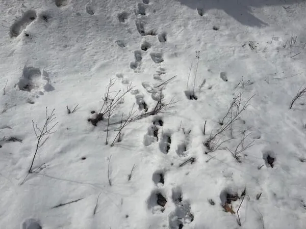 $27,900 | North 5th Avenue, Marion, MI 49665