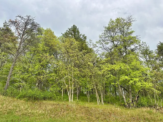 $37,500 | Tbd Lot 1 Tbd Trail, Park Rapids, MN 56470