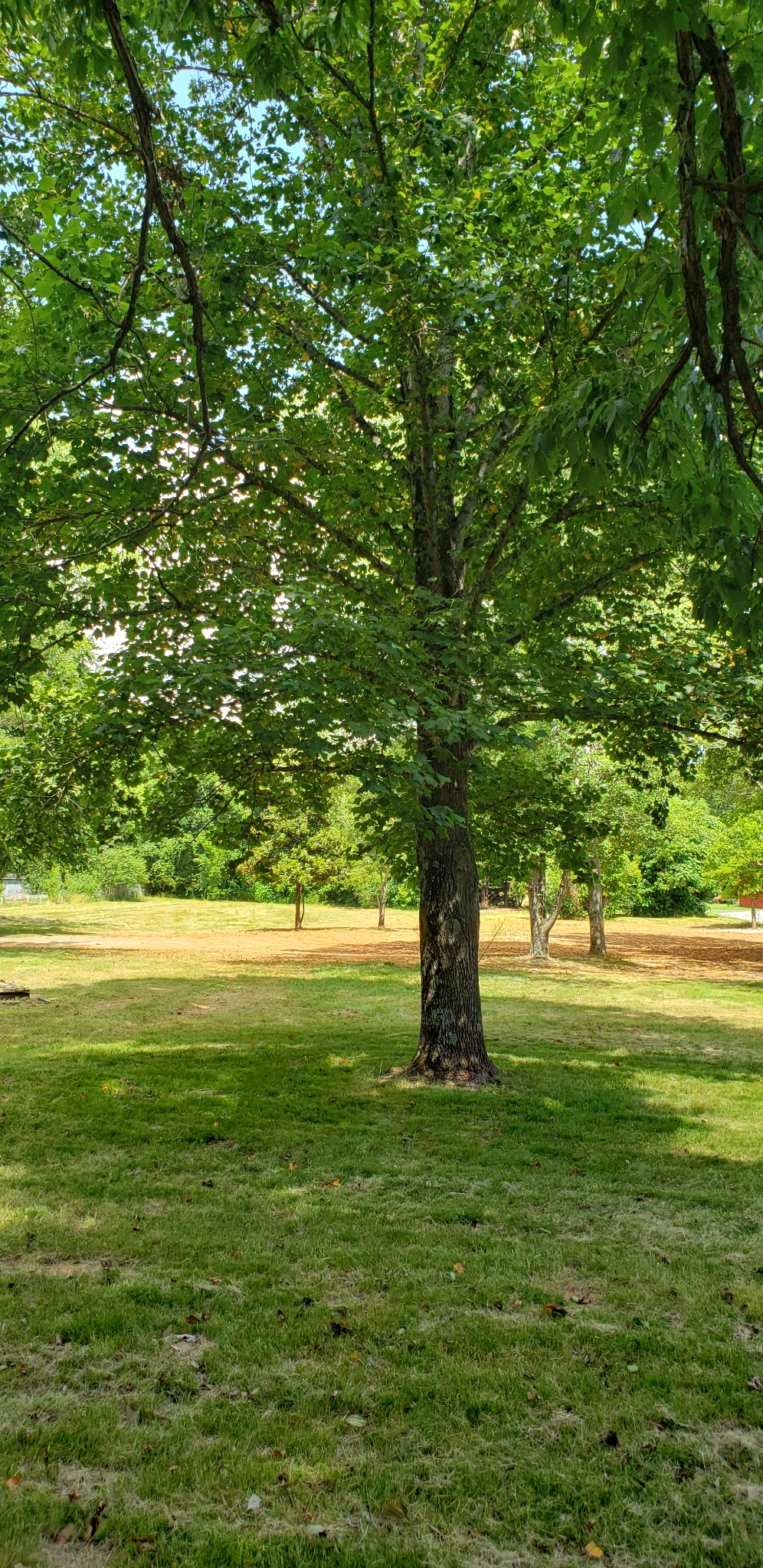 511 Quarry Road Mount Juliet, TN 37122 - Photo 5 of 7 a big yard with lots of green space and fountain