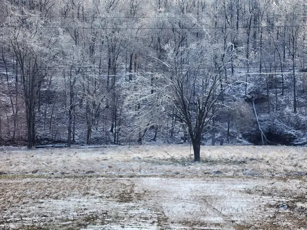a view of a dry yard