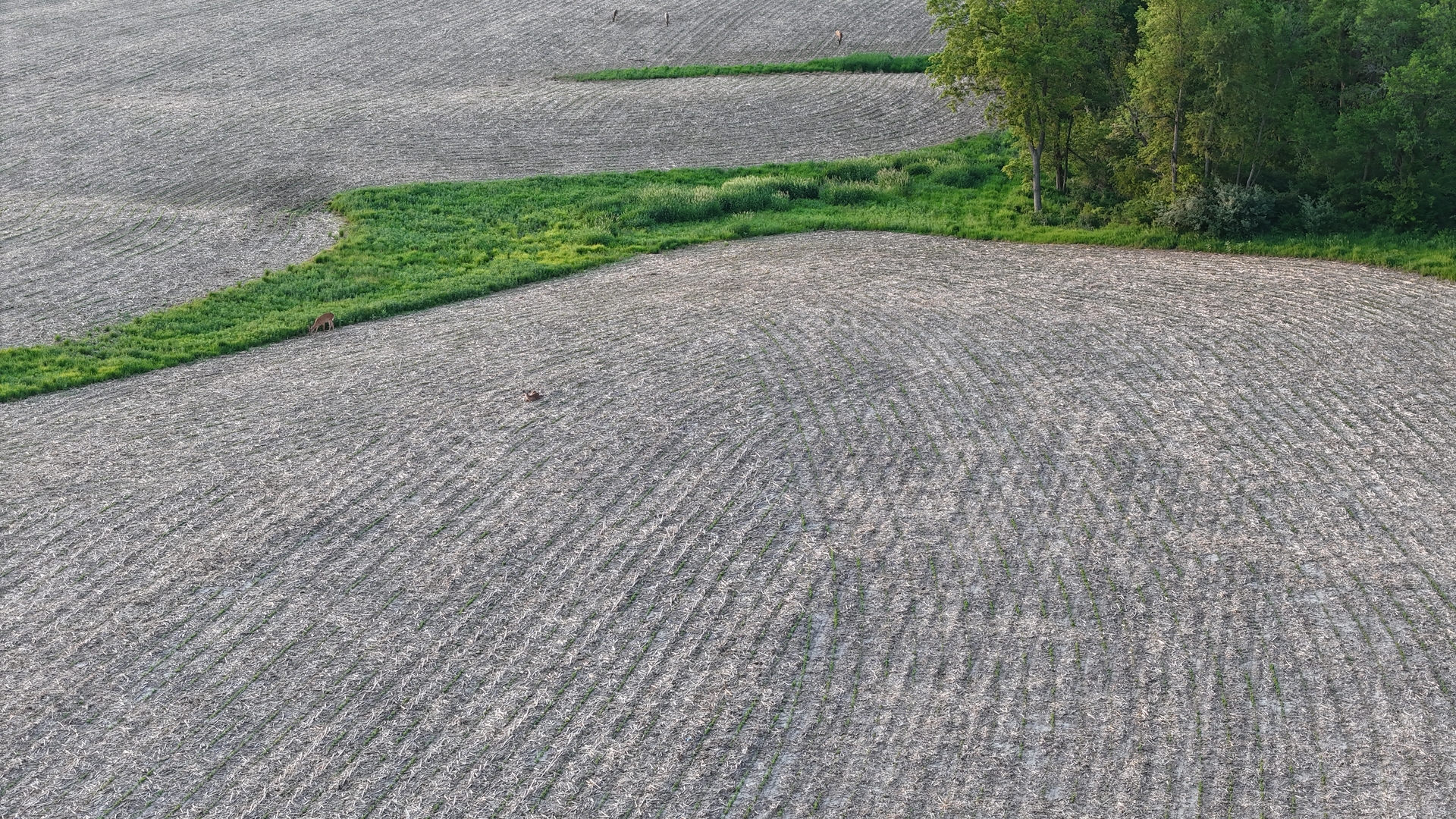 0 Ridgewood Road Milan, IL 61264 - Photo 32 of 43 a view of a field with a trees