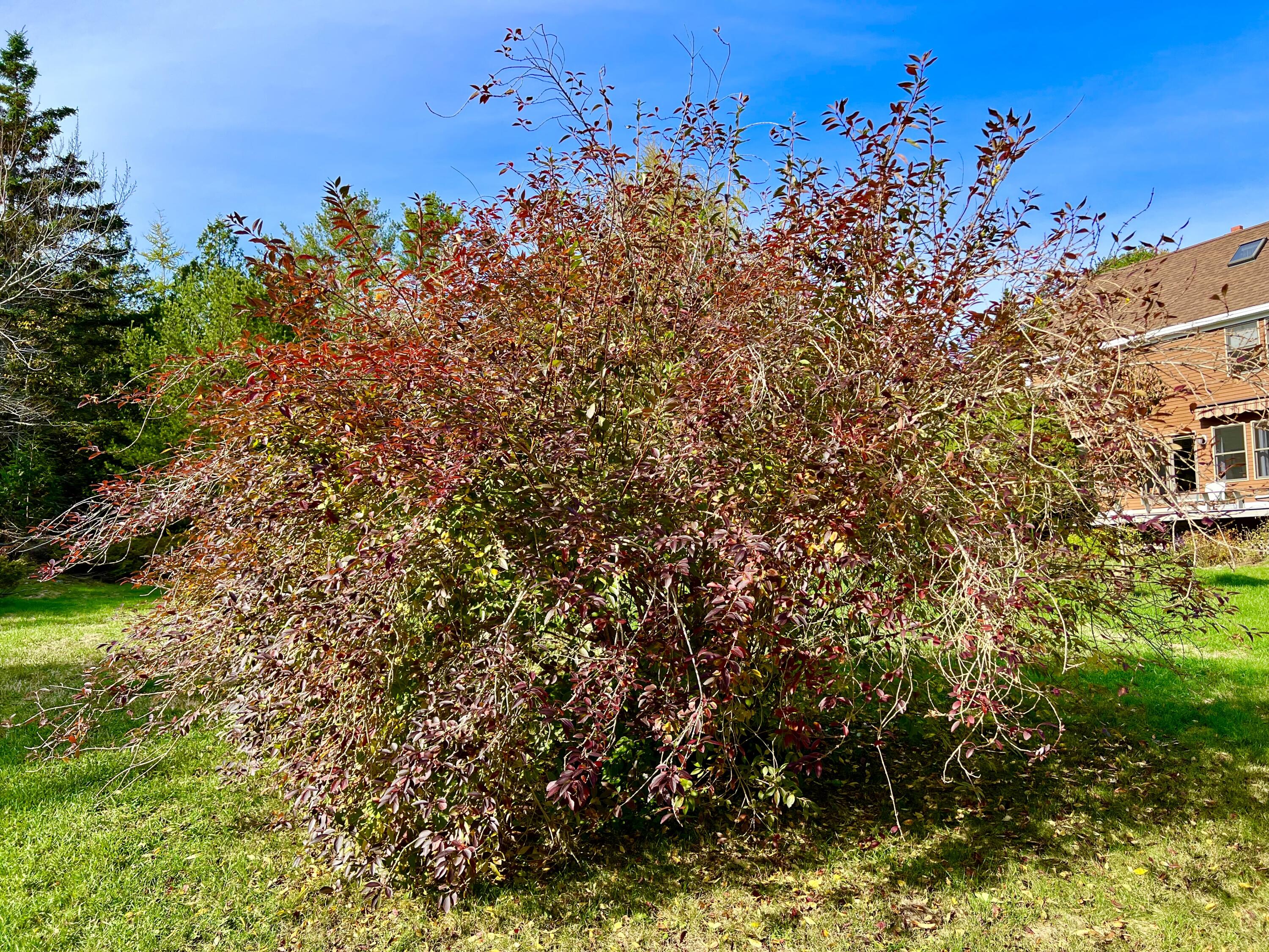 70 Burnt Hill Road Tremont, ME 04653 - Photo 60 of 69 Back yard