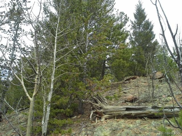 83 Appleby Street Bailey, CO 80421 - Photo 8 of 20 Gallery Image 8