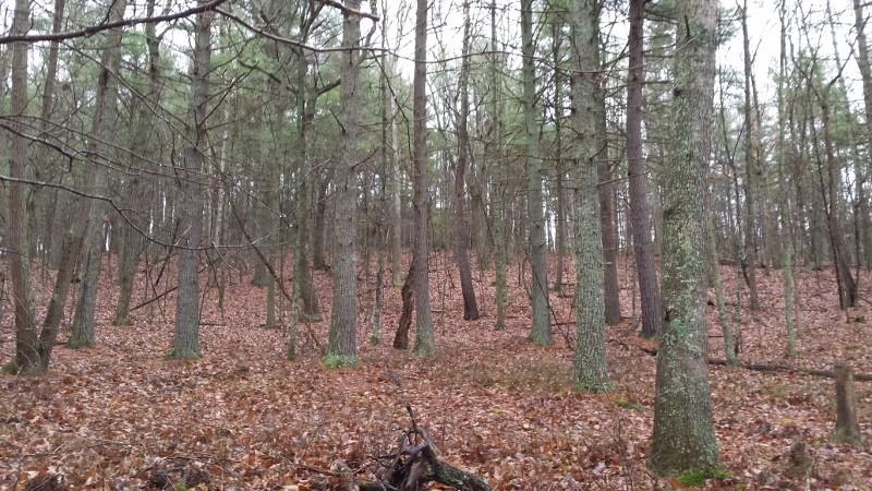 3475 Big Branch Road Riner, VA 24149 - Photo 3 of 12 a view of small yard