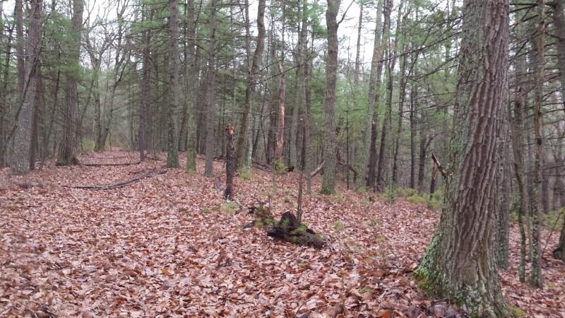 3475 Big Branch Road Riner, VA 24149 - Photo 10 of 12 a view of a backyard of the house