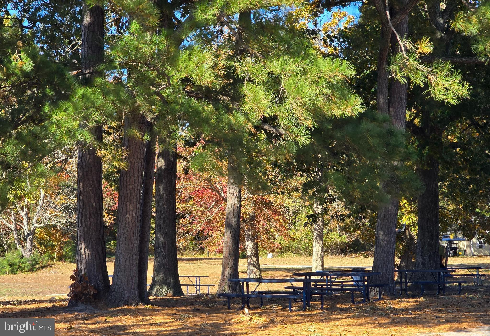33500 Clover Street Lewes, DE 19958 - Photo 33 of 39 a view of yard with tree