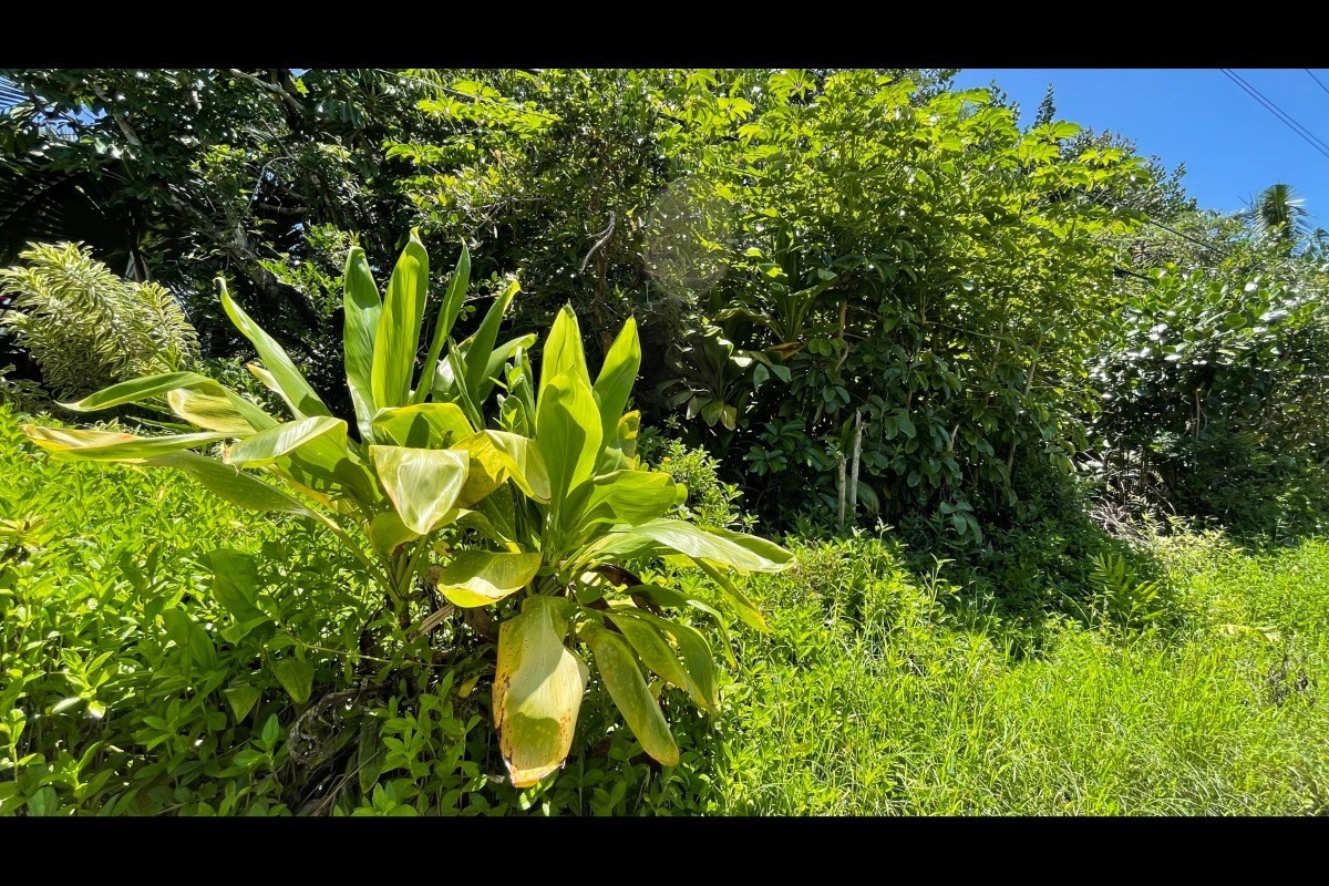 385 Beach Road Keaau, HI 96749 - Photo 14 of 20 Gallery Image 14