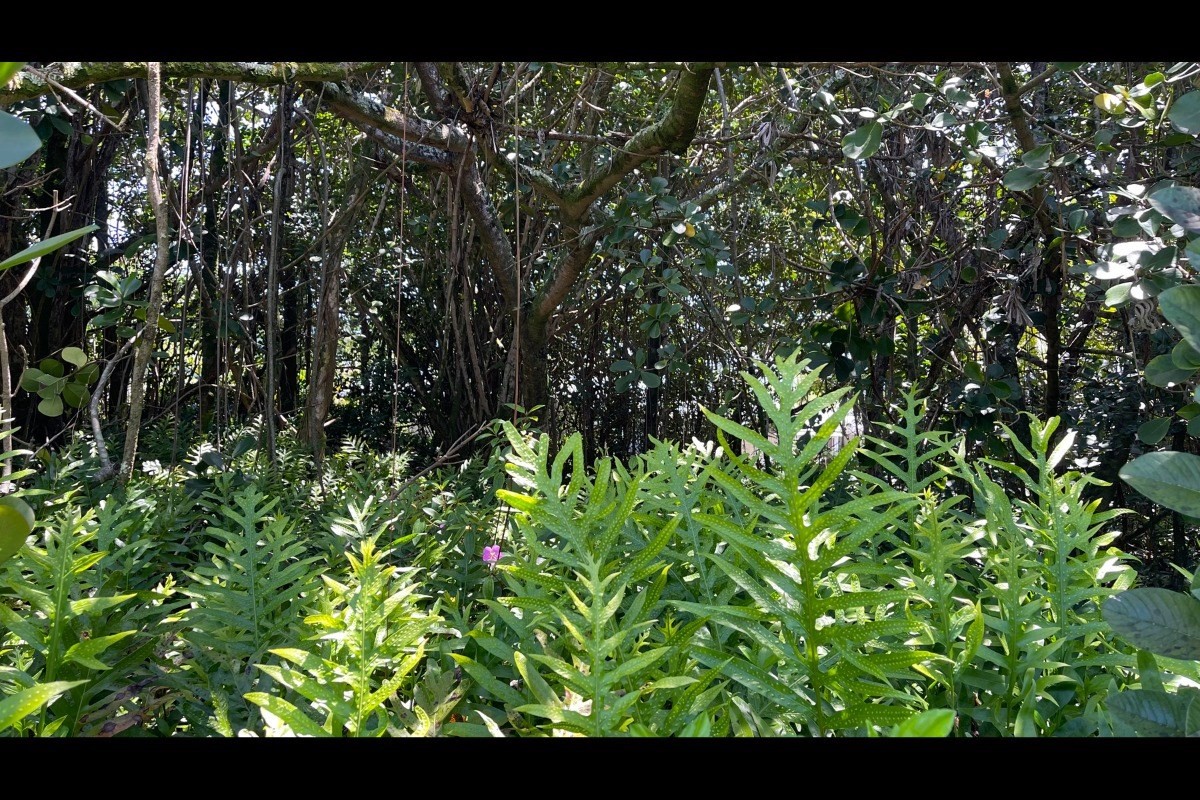 385 Beach Road Keaau, HI 96749 - Photo 16 of 20 Gallery Image 16