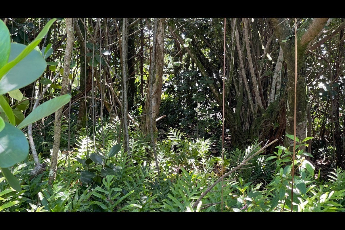 385 Beach Road Keaau, HI 96749 - Photo 17 of 20 Gallery Image 17