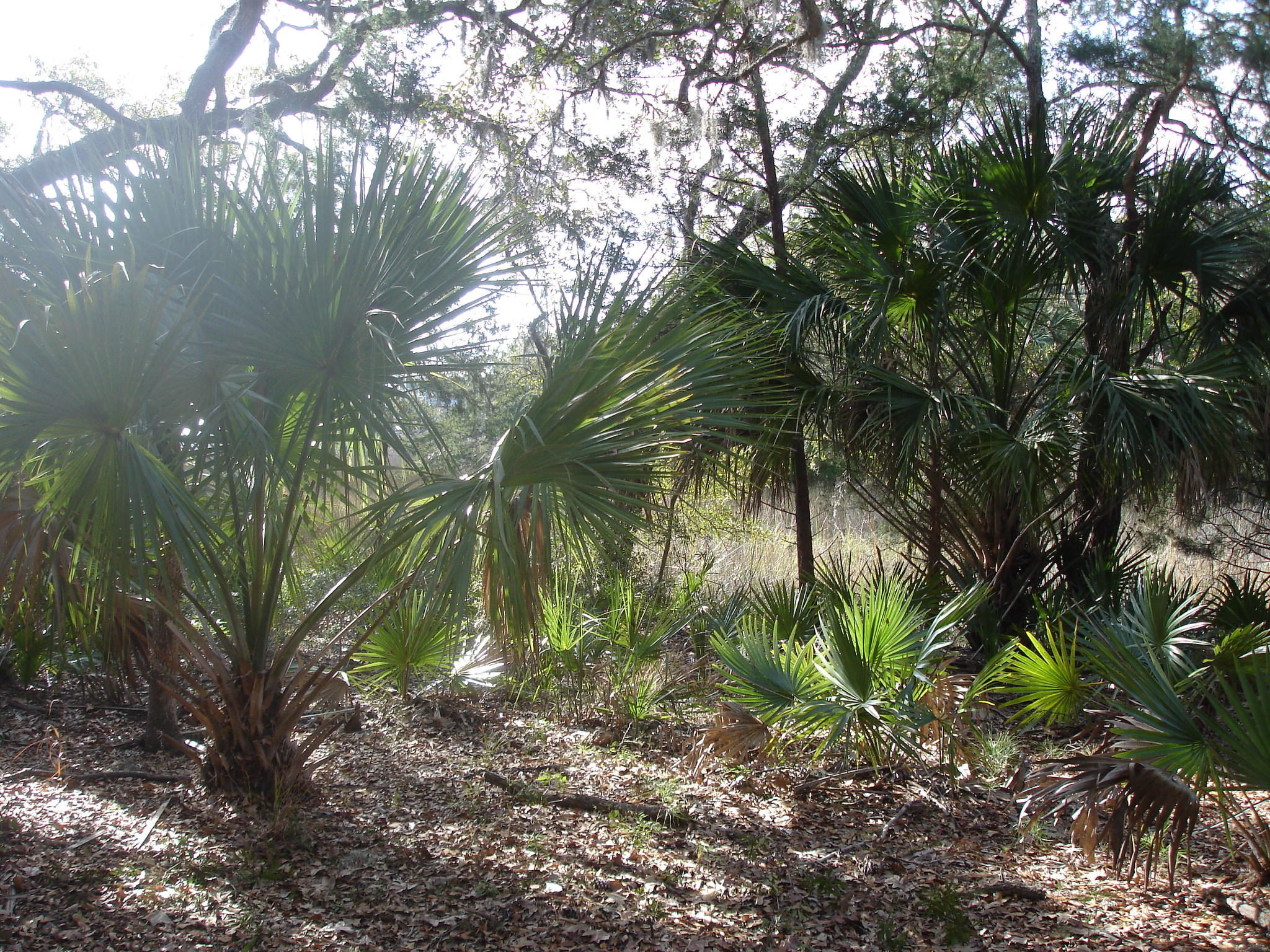 7727 White Point Road Meggett, SC 29449 - Photo 2 of 20 white point waring (10)