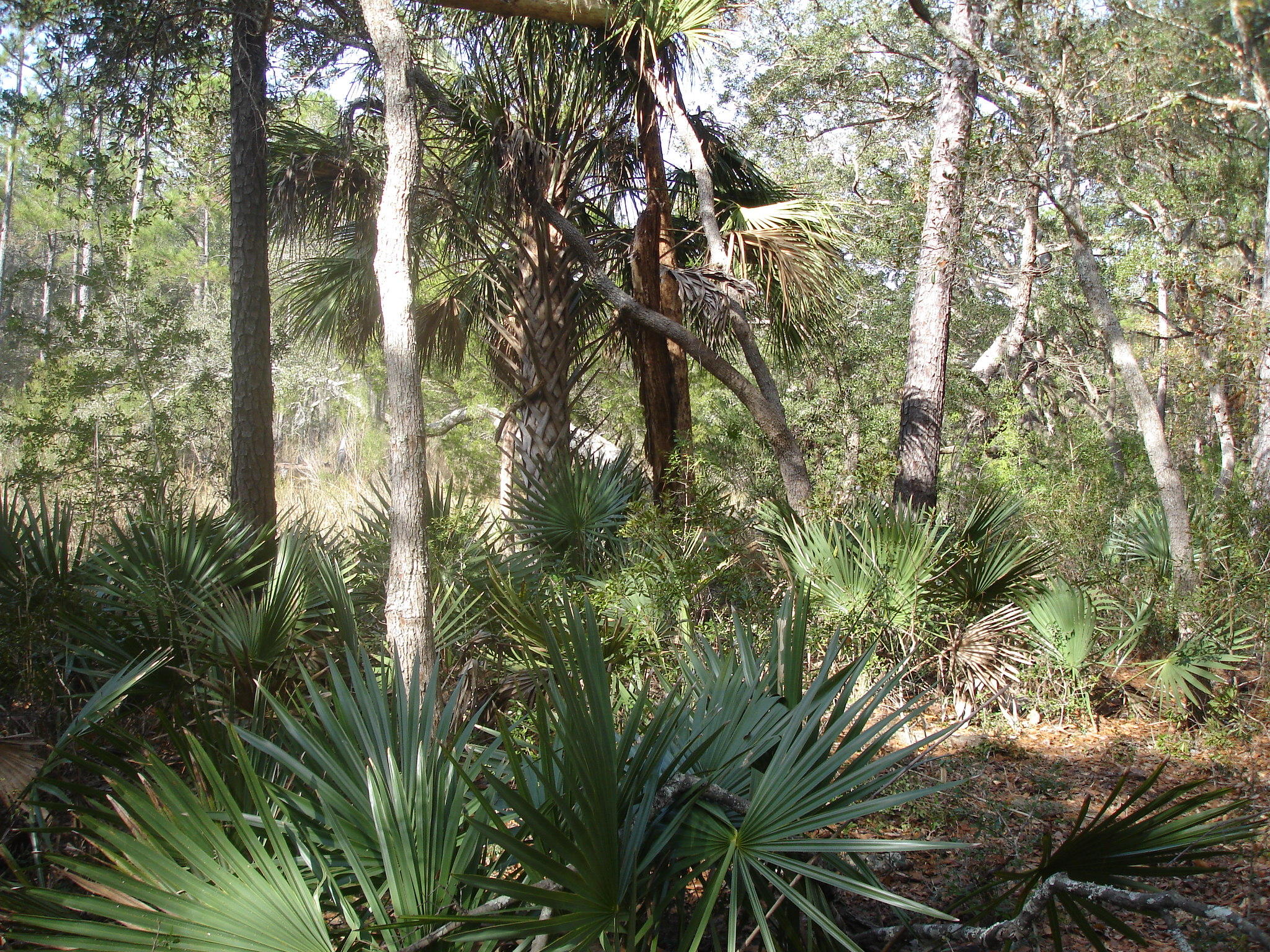 7727 White Point Road Meggett, SC 29449 - Photo 12 of 20 white point waring (12)