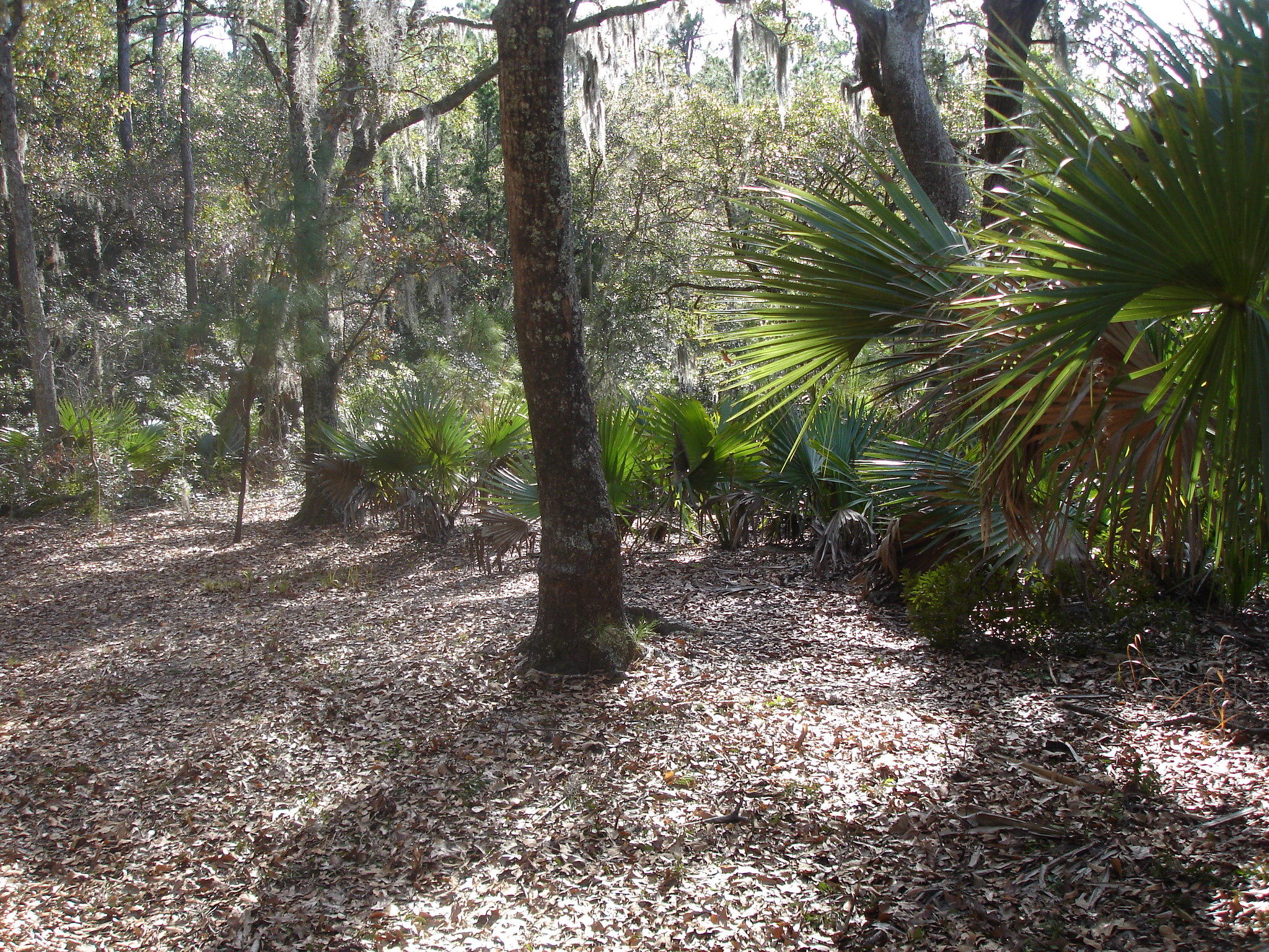 7727 White Point Road Meggett, SC 29449 - Photo 13 of 20 white point waring (11)