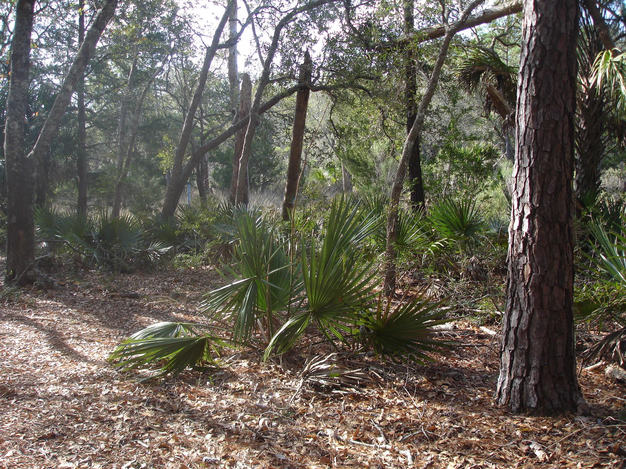 7727 White Point Road Meggett, SC 29449 - Photo 14 of 20 white point waring (9)