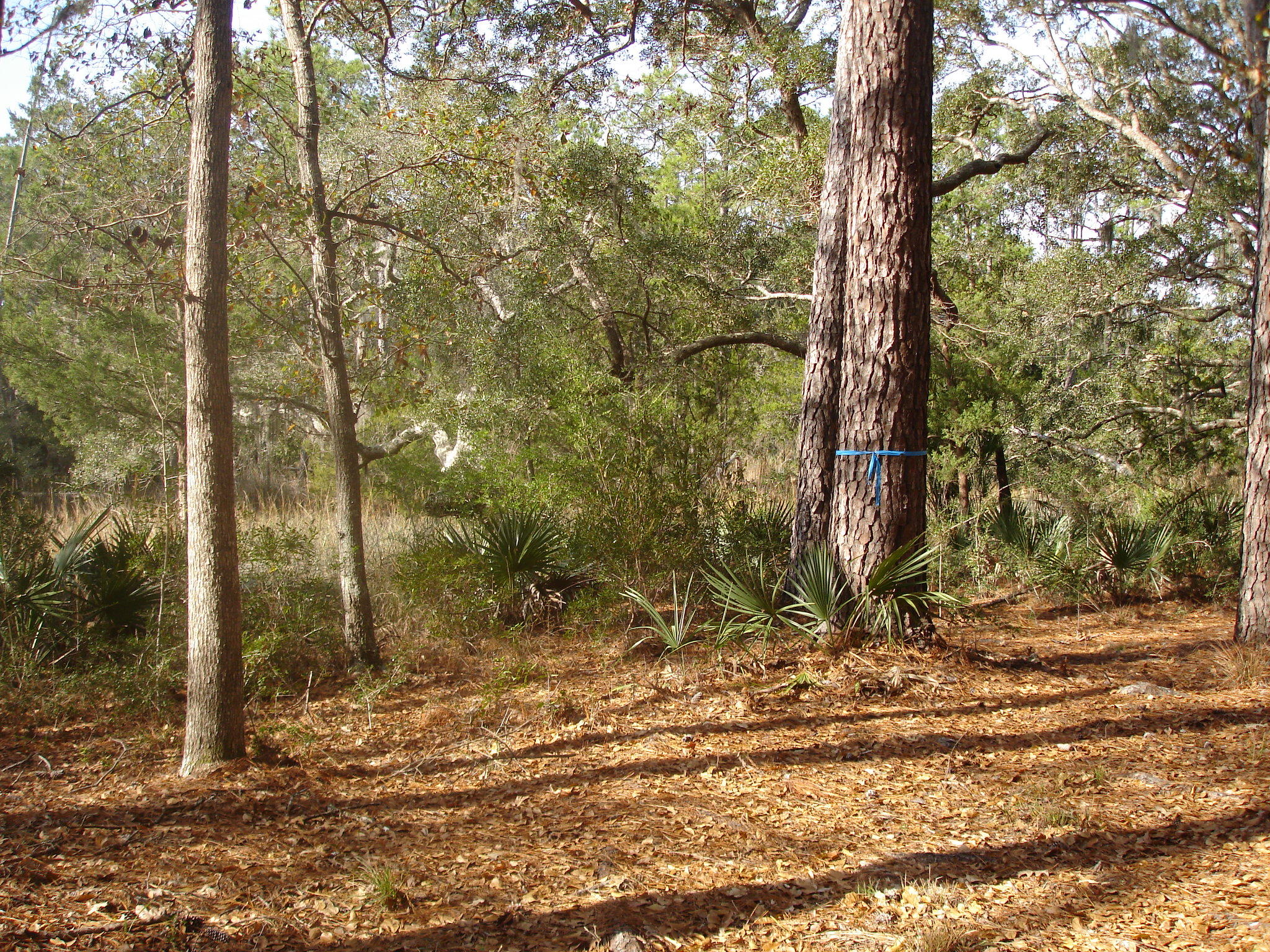 7727 White Point Road Meggett, SC 29449 - Photo 15 of 20 white point waring (8)