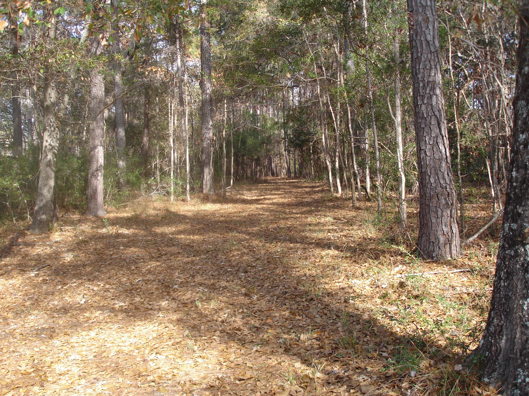 7727 White Point Road Meggett, SC 29449 - Photo 16 of 20 white point waring (7)